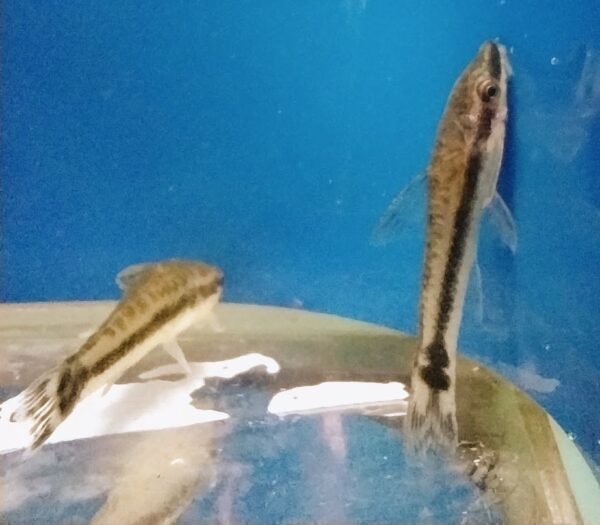 Picture of Ottocinclus that we sell