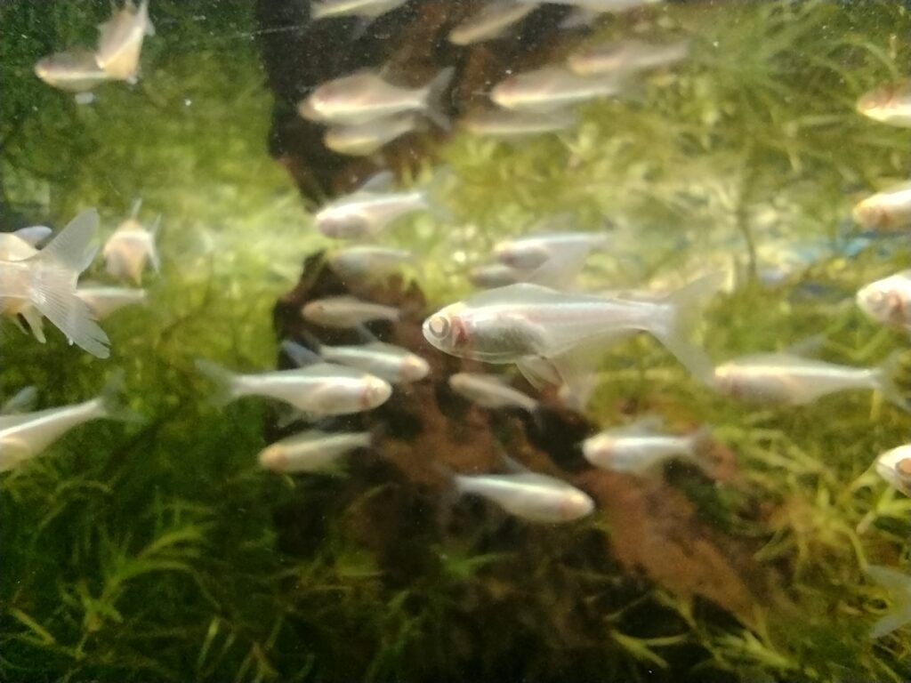 Albino Neon Tetra White Neon Tetra