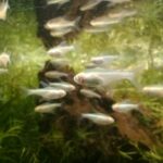 Albino Neon Tetra White Neon Tetra