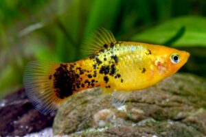 Gold Clico Platy