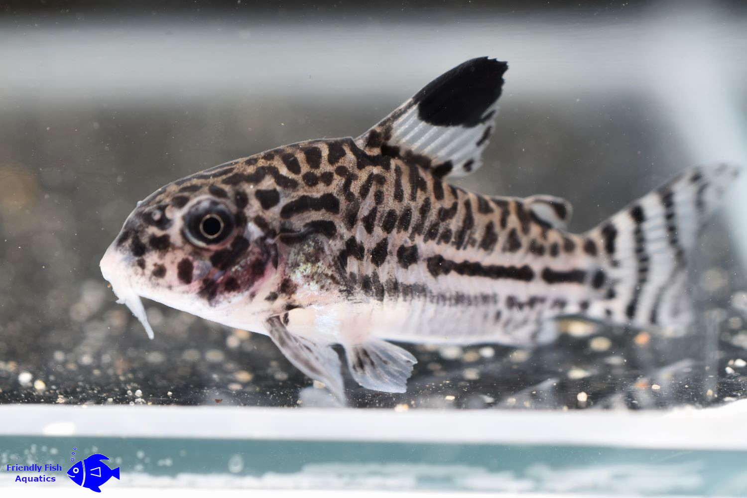 Catfish Fish Finder Friendly Fish Aquatics