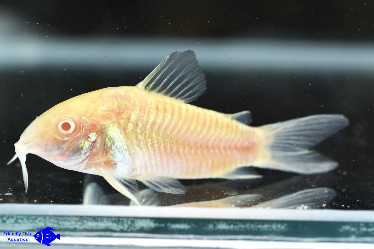 Catfish Fish Finder Friendly Fish Aquatics