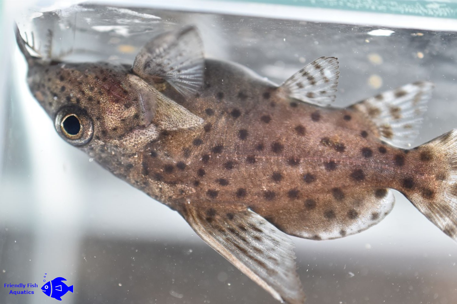 Catfish Fish Finder Friendly Fish Aquatics