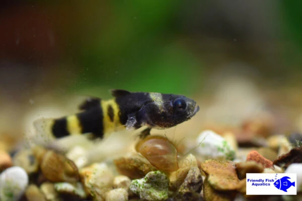 Bumblebee Goby perched on a rock in one of the stock aquariums at Friendly Fish in Harlow. This small, vibrant fish is known for its unique black and yellow striped pattern, making it a fascinating addition for fishkeepers looking for colorful and hardy species in their tanks.