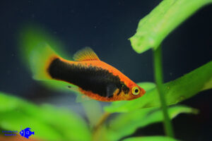 Black Tuxedo Platy Logo