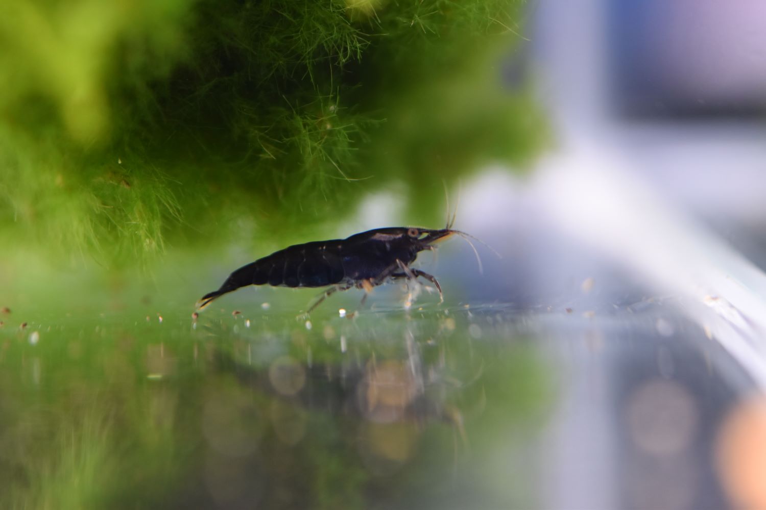 Black Choco Cherry Shrimp - Friendly Fish Aquatics