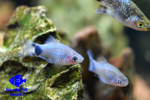 Blue Mickey Mouse Platy Logo 100