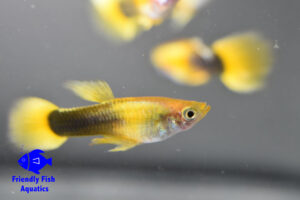 Bumble bee guppy logo 3