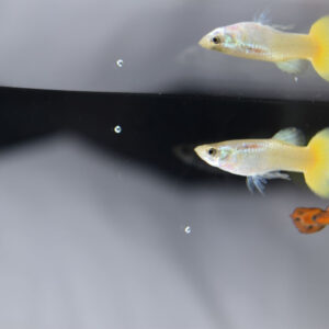 German Yellow Guppy