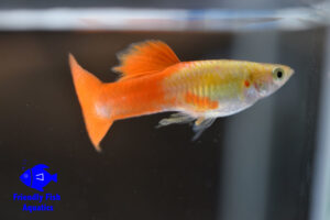 Red Blond Guppy logo 1