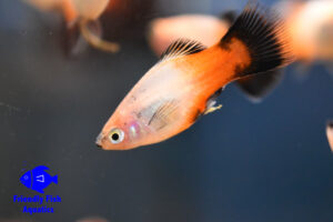 Showa Platy