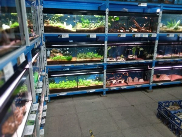 Fish store display tanks for on sale sale