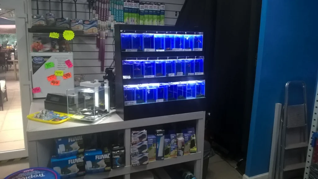 A row of pint-sized tanks containing Betta fish, each in their own separate, small glass container. The Betta fish display vibrant colors and long, flowing fins, adding a lively touch to the tanks. The setup highlights the old-style, individual housing of Betta fish, offering a glimpse into their serene and unique beauty.